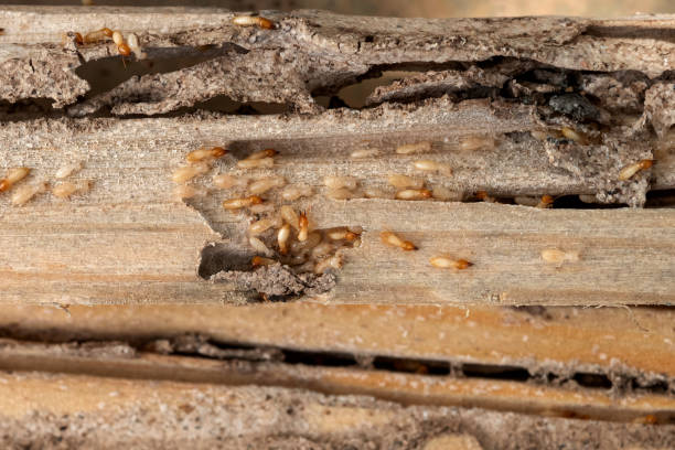 Best Wasp Removal Services  in Swepsonville, NC