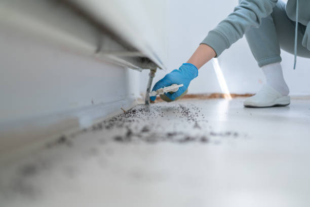 Best Flea Control Services  in Swepsonville, NC